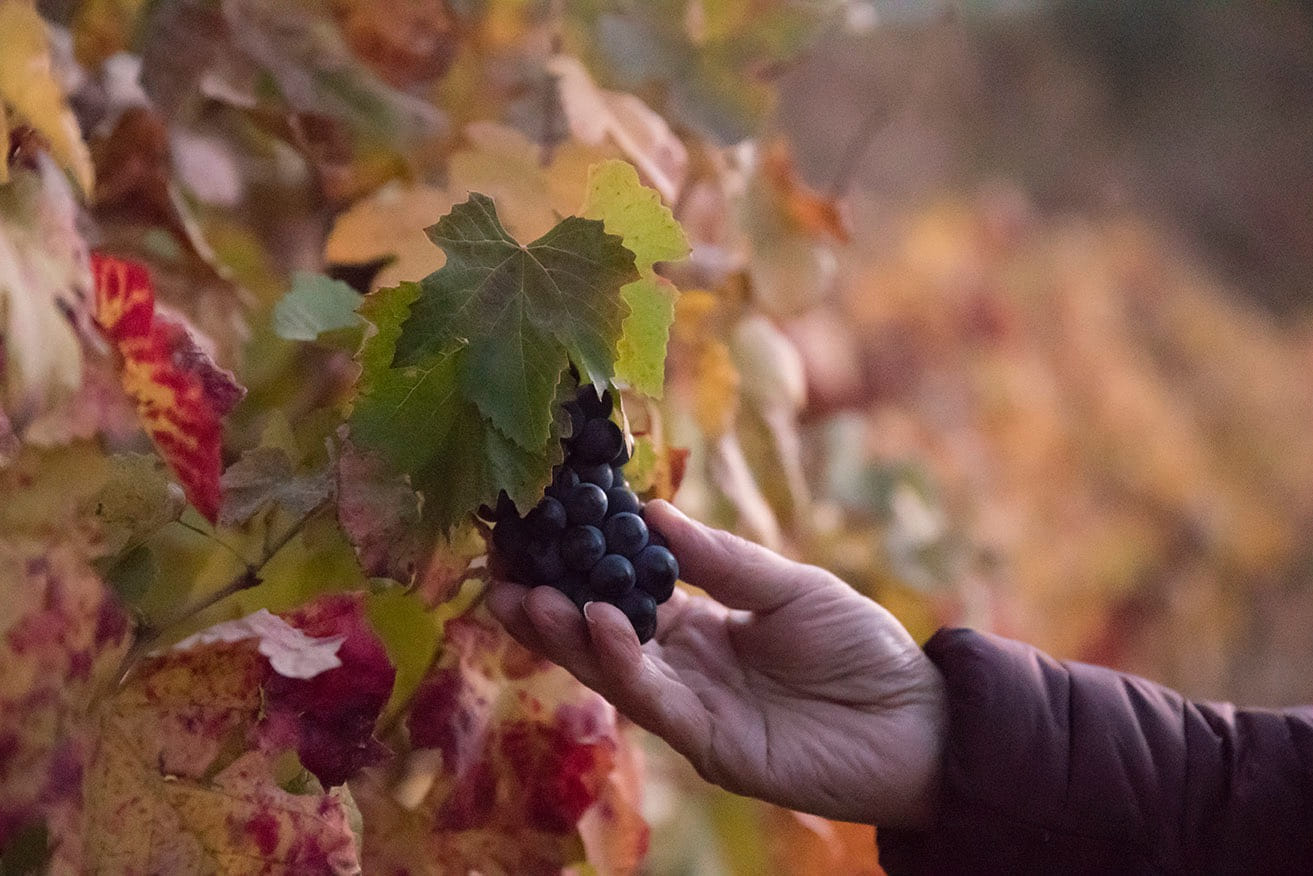 Harvested wine grapes held by hand