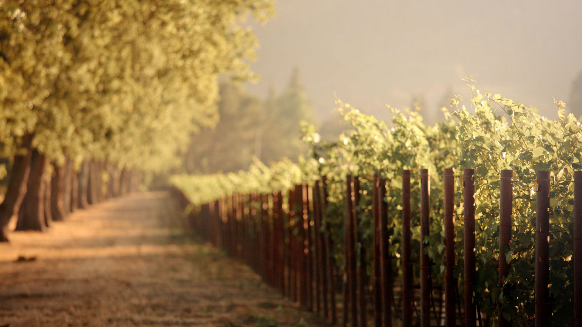 Terraced vineyards on the slopes of the Douro valley
