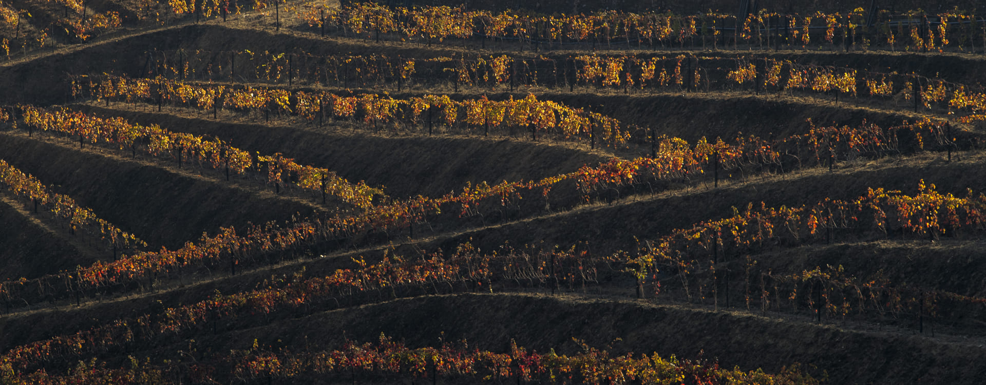 Vineyards on the terraced slopes of the Douro